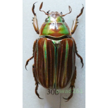 Chrysina adelaidae (Nonfried, 1891) form red 25mm Mexico30b
